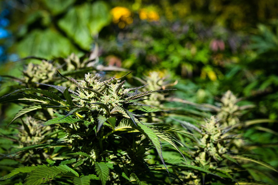 Warum biologisches Cannabis besser schmeckt